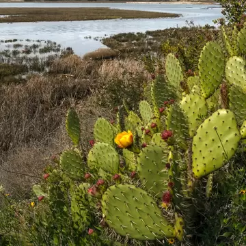 Upper back bay ecological reserve Newport Beach California on a sunny day, License Type: media, Download Time: 2026-08-13T14:01:33.000Z, User: LP_NZhan, Editorial: false, purchase_order: 65050 - Digital Destinations and Articles, job: App Content, client: Lonely Planet App, other: Nadine Zhan