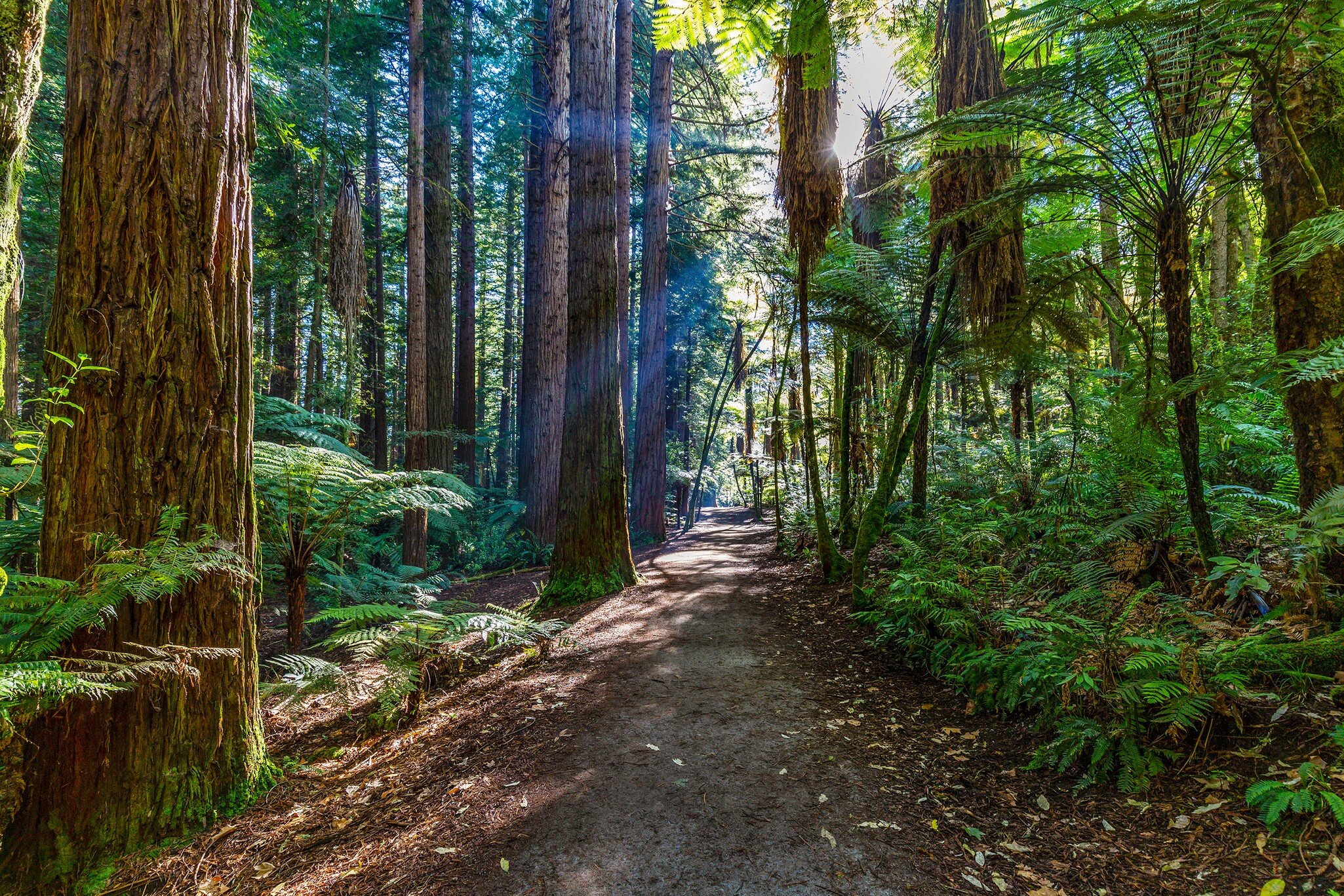 New Zealand. Rotorua. Whakarewarewa Forest - The Redwoods (Californian Redwoods)