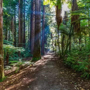 New Zealand. Rotorua. Whakarewarewa Forest - The Redwoods (Californian Redwoods)