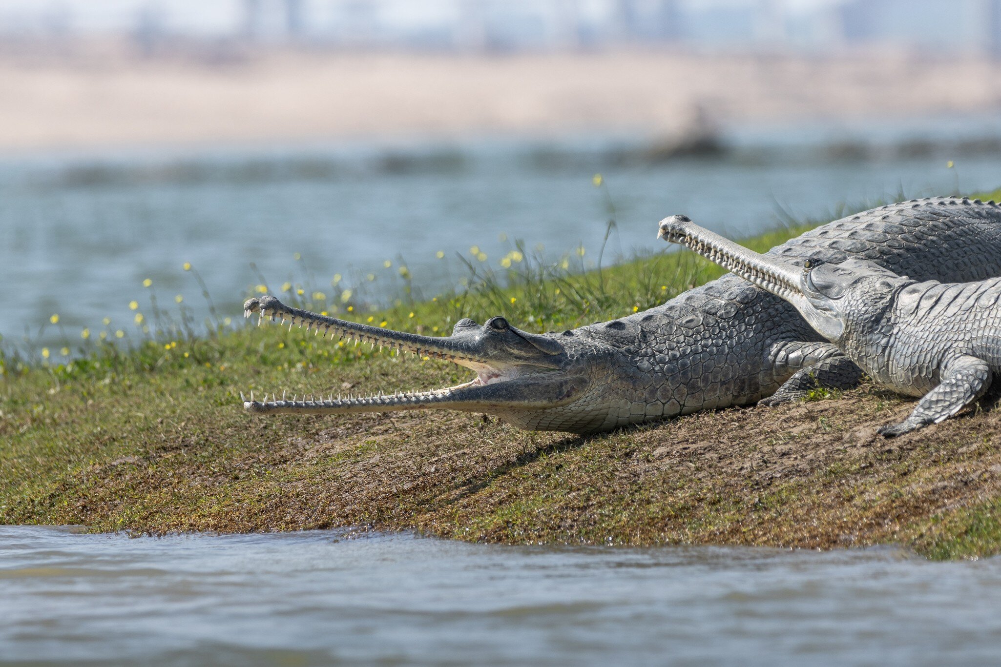 National Chambal Gharial Sanctuary in Rajasthan, India. 