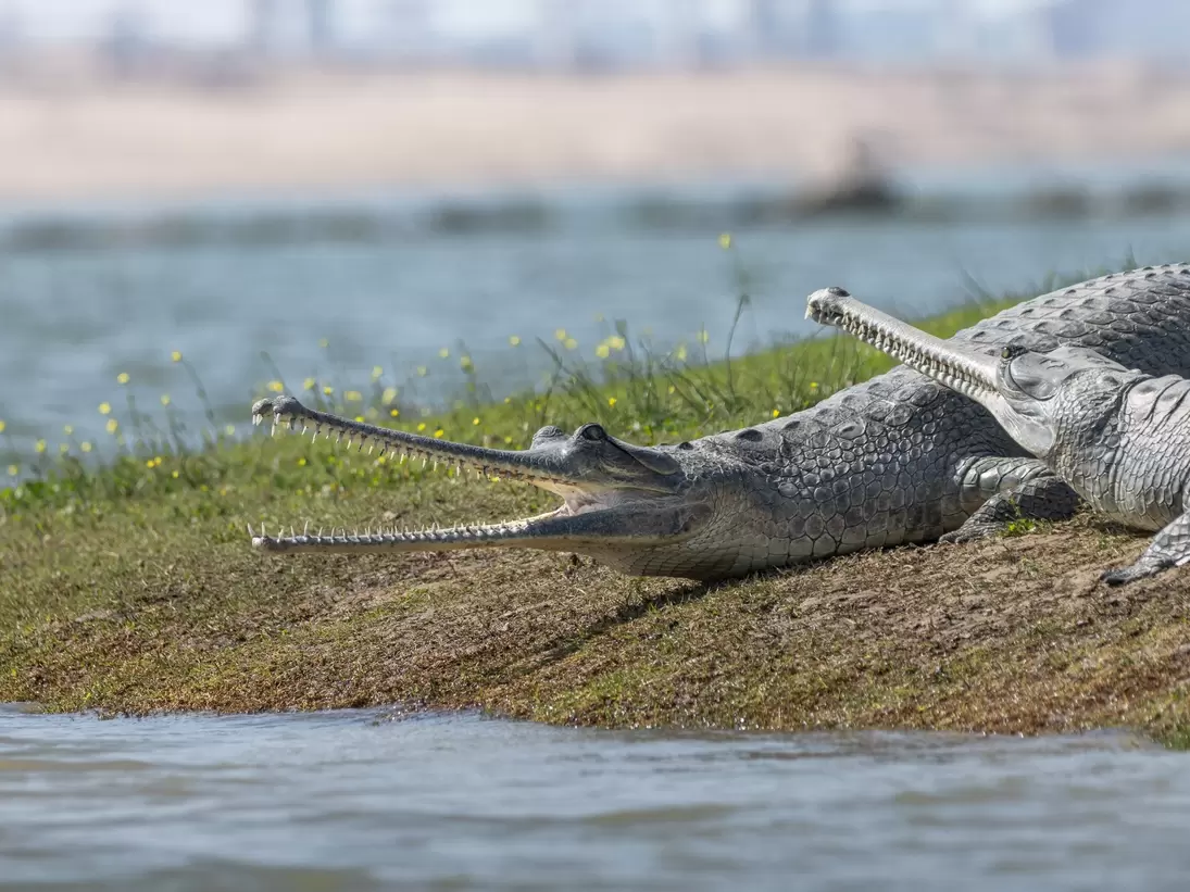 National Chambal Gharial Sanctuary in Rajasthan, India. 