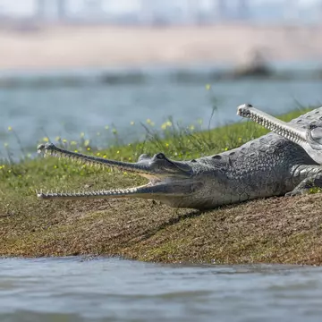 National Chambal Gharial Sanctuary in Rajasthan, India. 