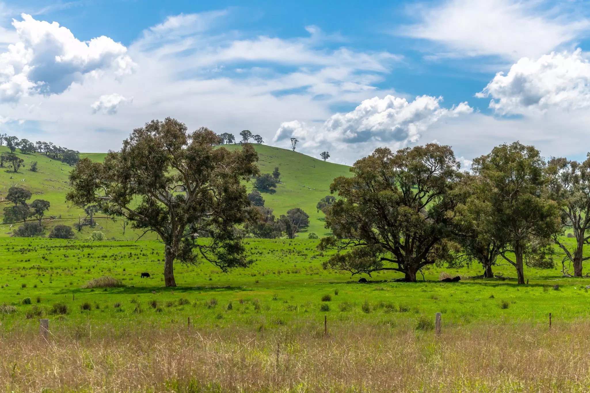Trees rise in a grassy field in a rural landscape