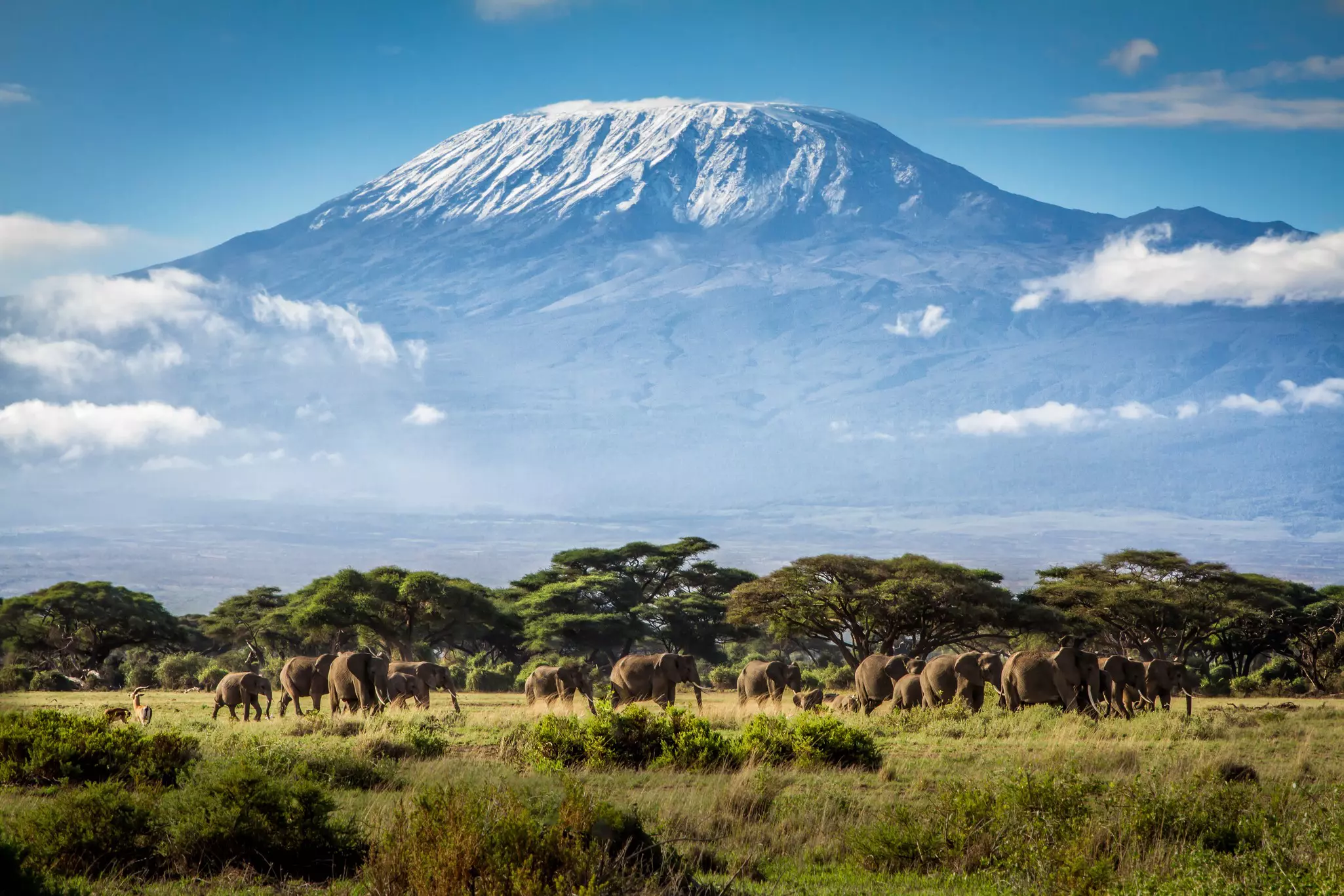 A family of African elephants gathers in the shadow of Mt Kilimanjaro © Ian Lenehan / 500px