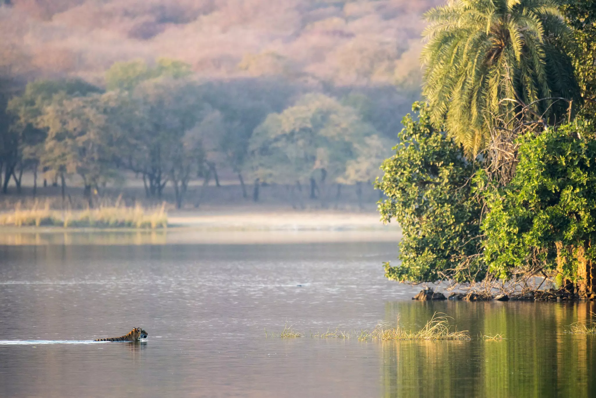 Bengal tigress swimming across Lake Rajbagh, Ranthambhore National Park, Rajasthan, India.