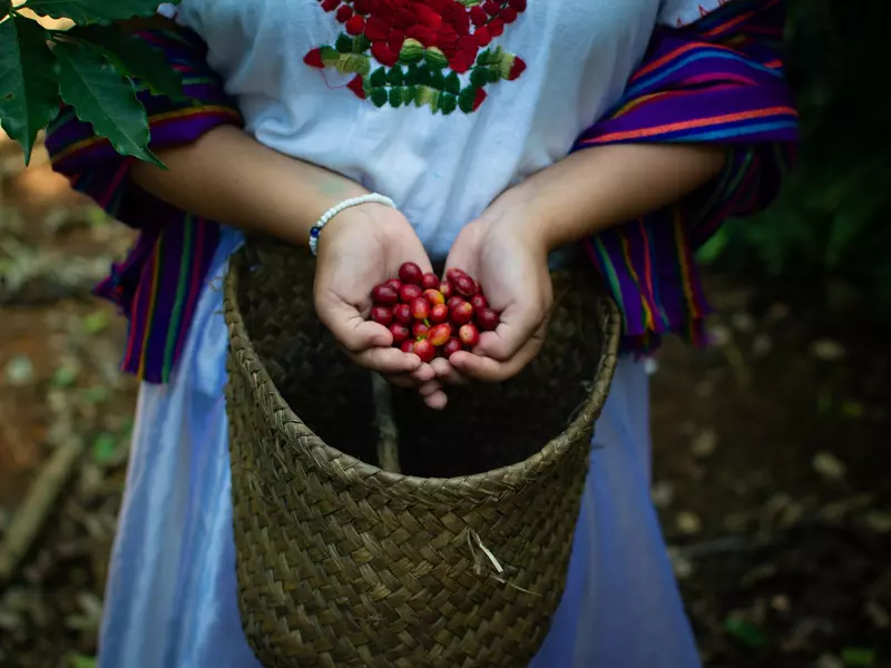 A woman holds reddish, ripened coffee beans in her palms above a woven basket.