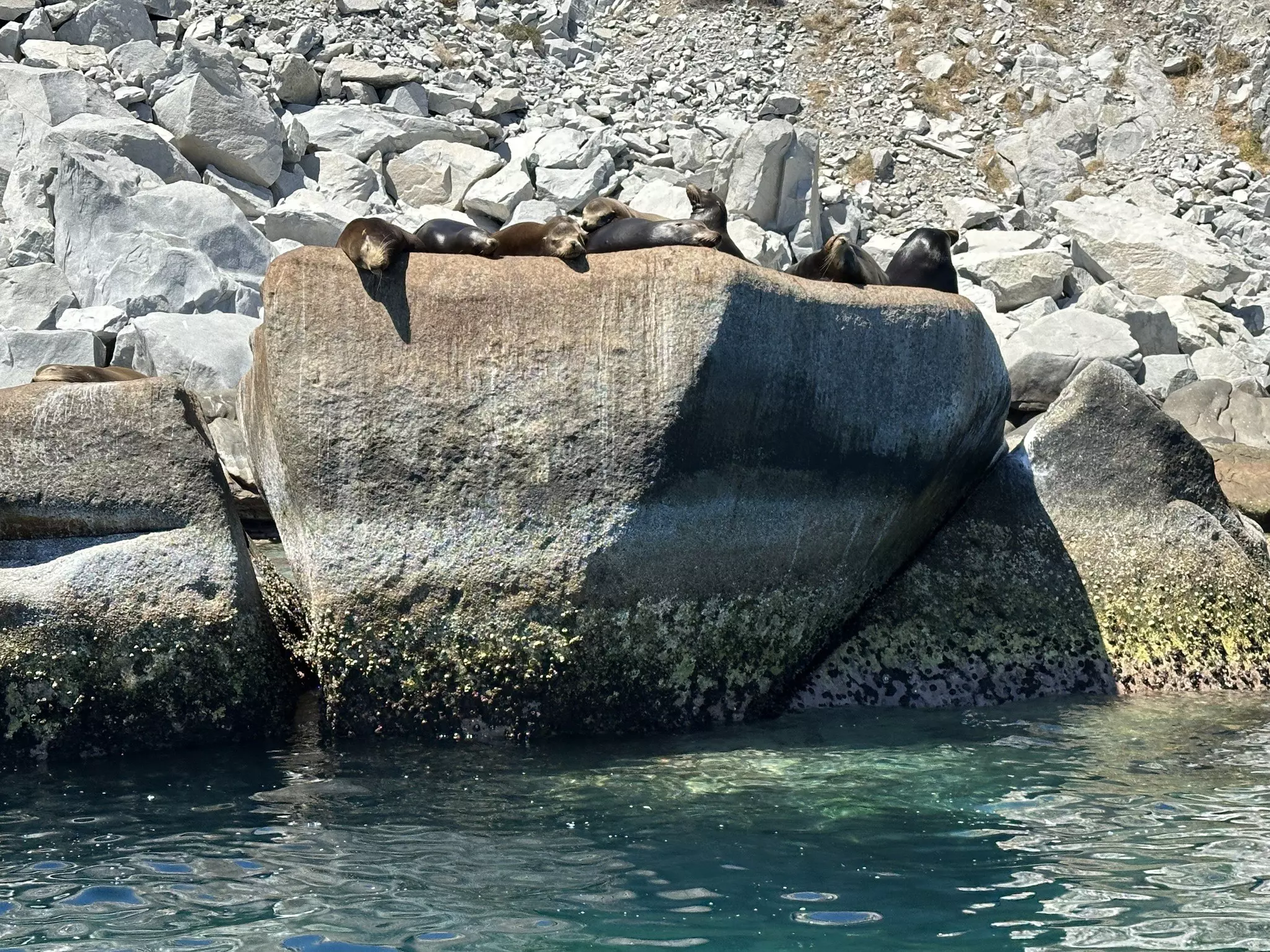 Sea lions sun themselves on a giant rock in Cabo Pulmo, Mexico
