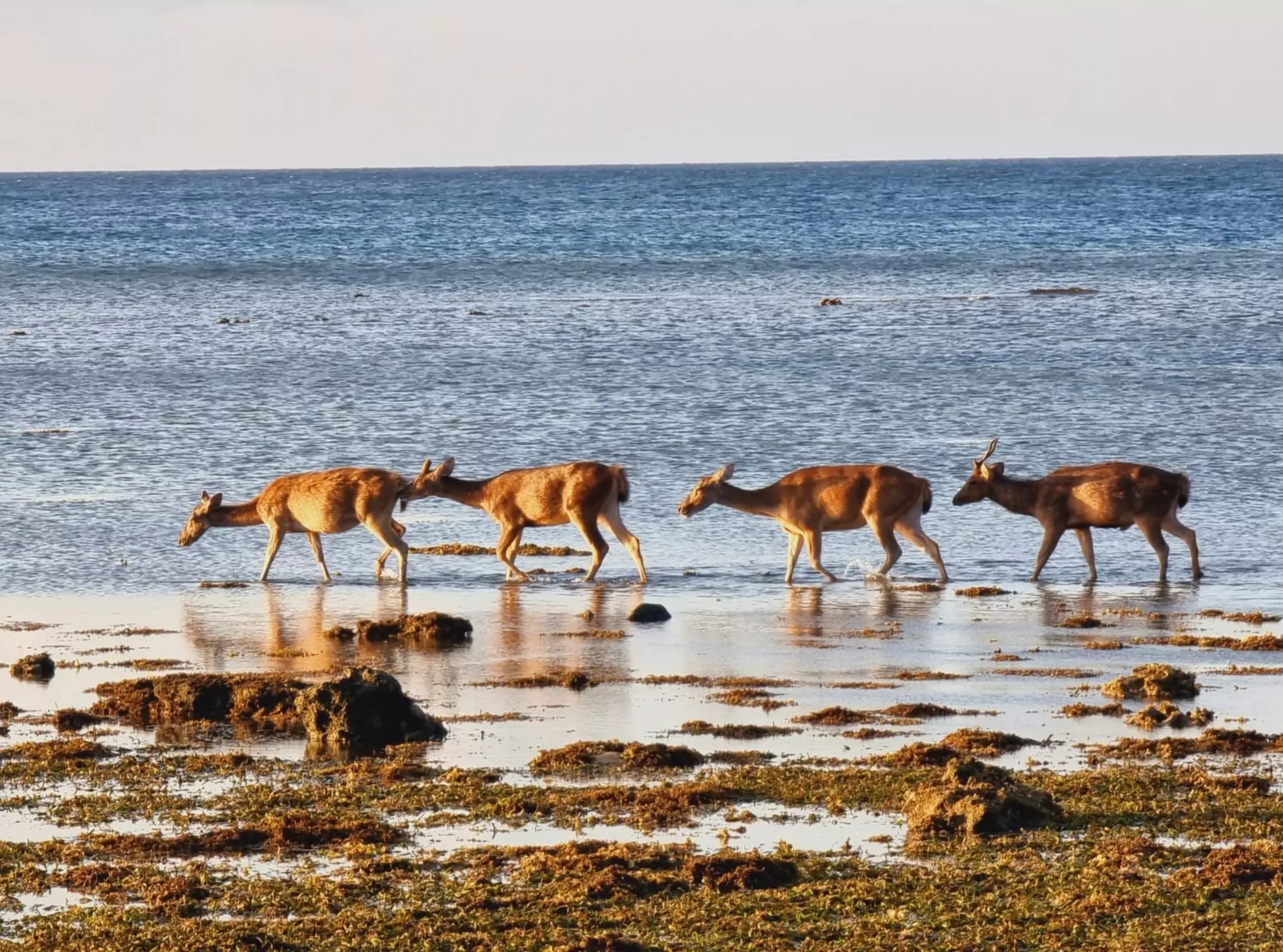 Four deerlike animals walking along a muddy shore