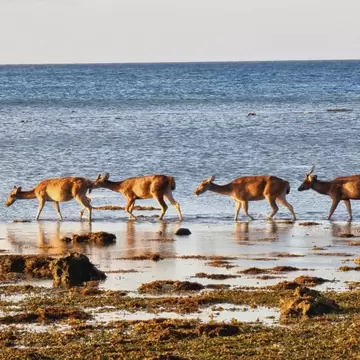 Four deerlike animals walking along a muddy shore