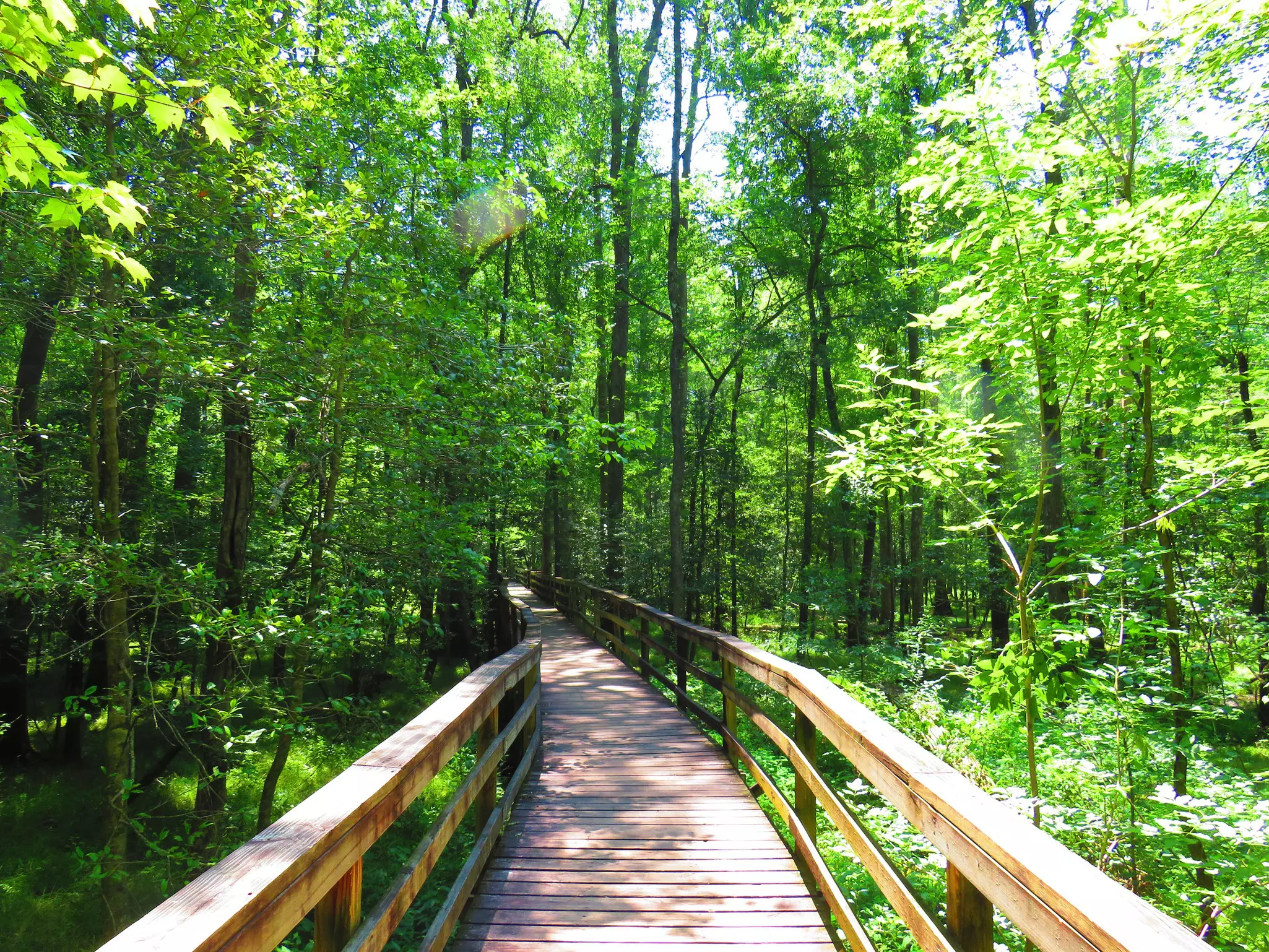Boardwalk in Congaree National Park.