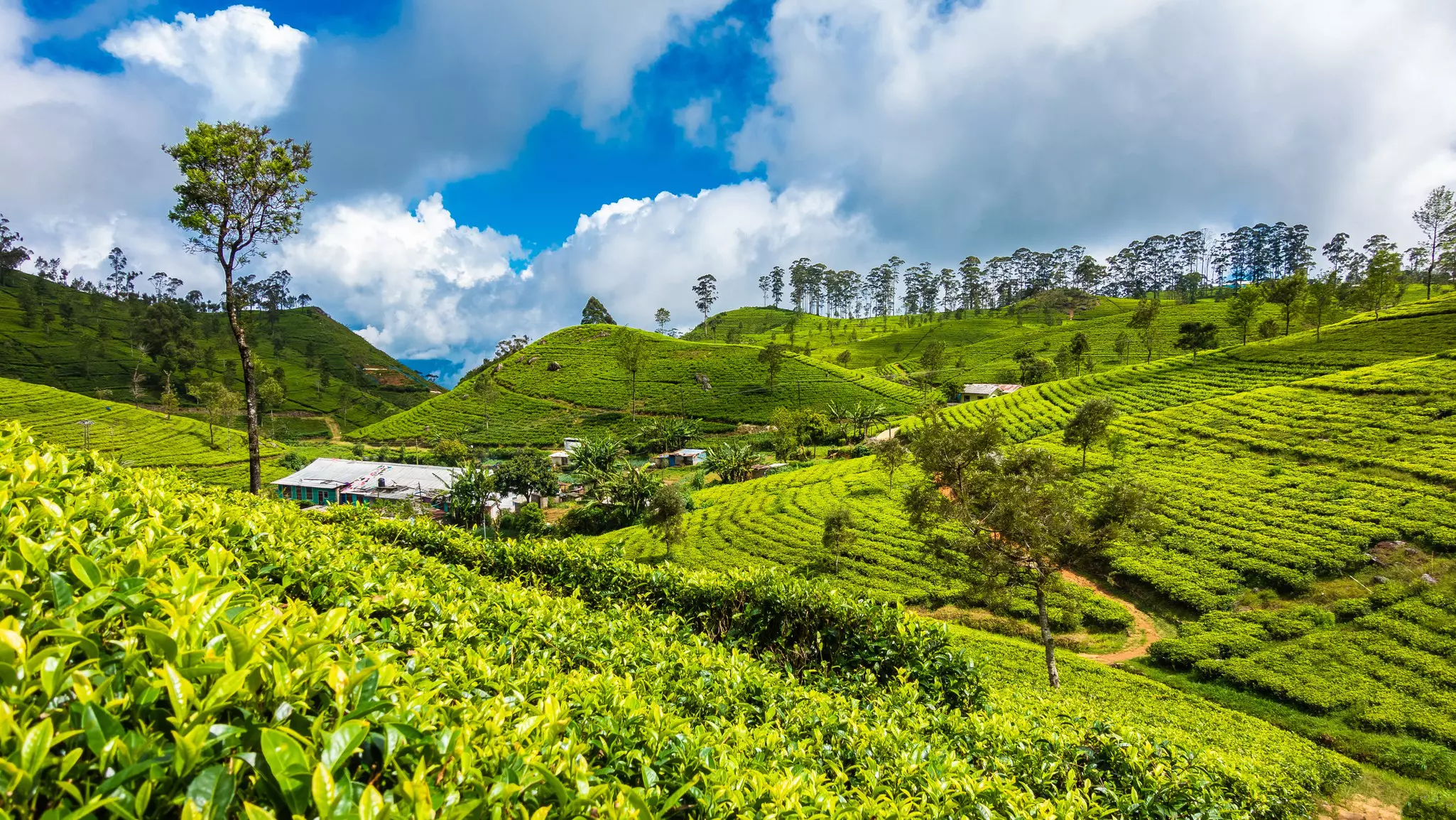 A lush tea plantation with bright green tea leaves shining in the sun