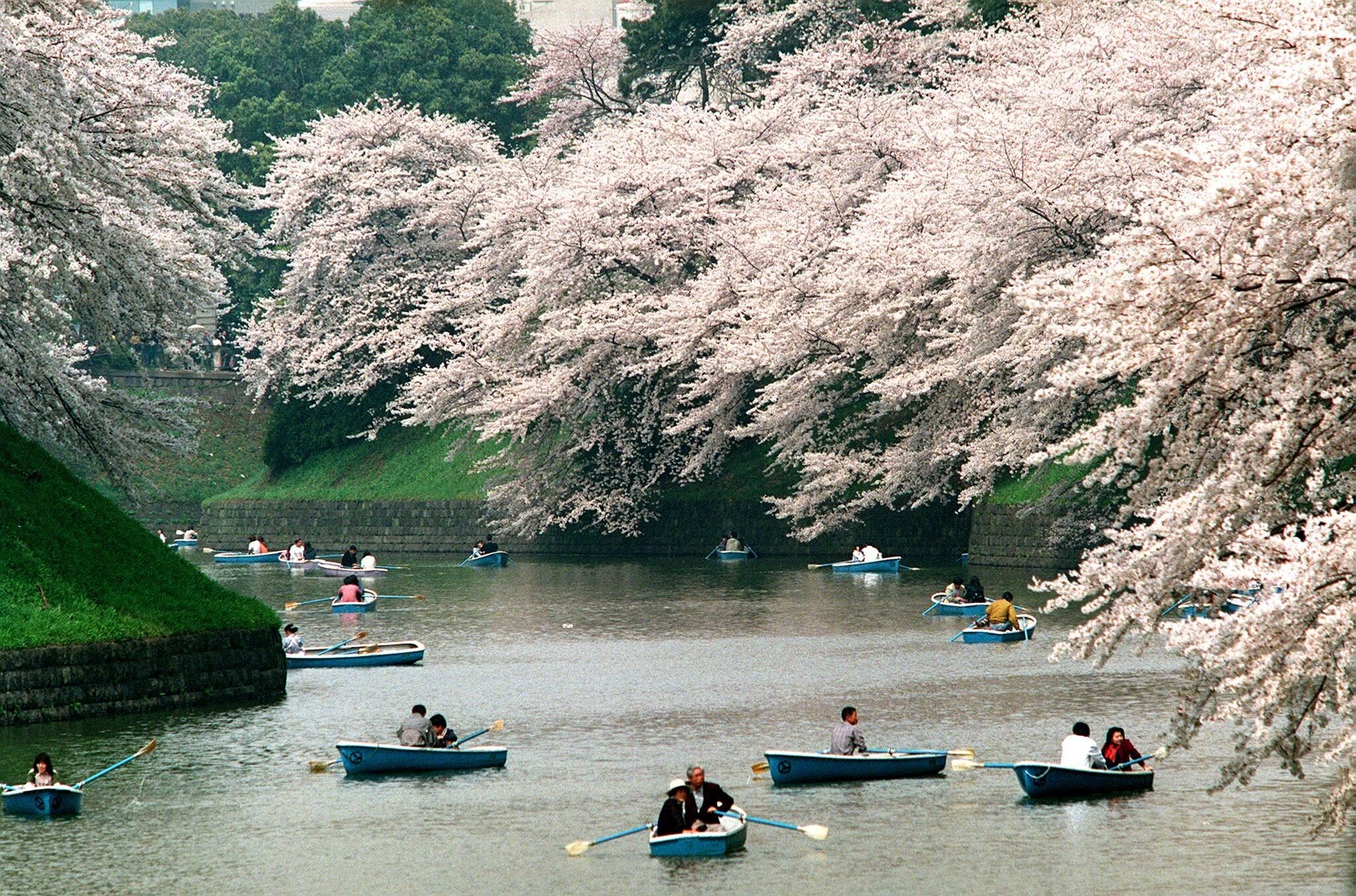 TOKYO, JAPAN:  Boats float on a pond surrounded by cherry blossoms at Kitanomaru Park in Tokyo 05 April as the flower-viewing season reaches its climax. The park is considered to be a prime site for enjoying cherry blossoms.   AFP  PHOTO (Photo cr...