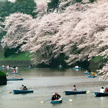TOKYO, JAPAN:  Boats float on a pond surrounded by cherry blossoms at Kitanomaru Park in Tokyo 05 April as the flower-viewing season reaches its climax. The park is considered to be a prime site for enjoying cherry blossoms.   AFP  PHOTO (Photo cr...