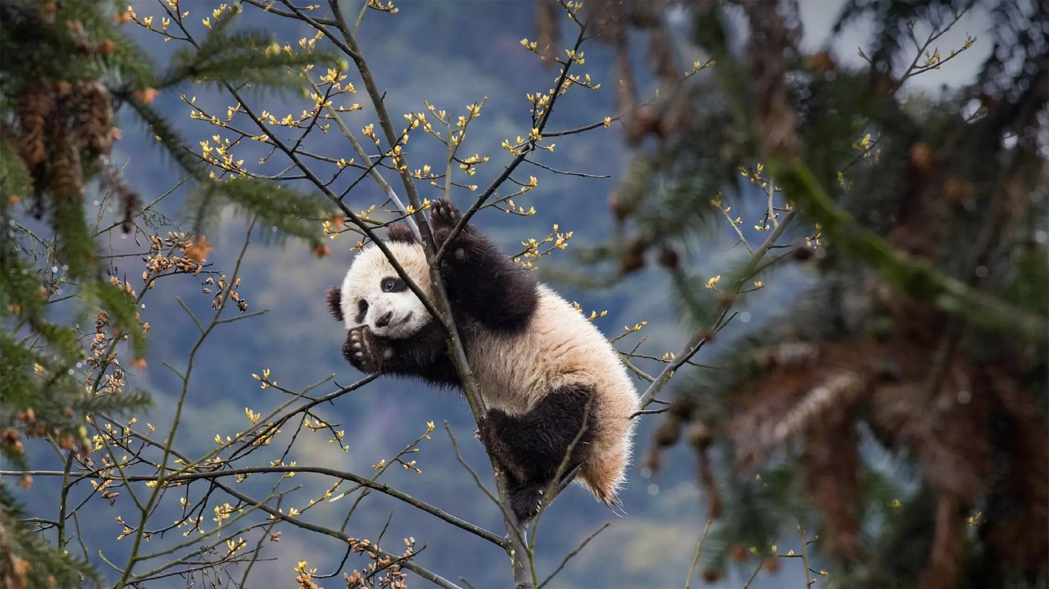 A panda cub climbs on the branches of a tree in a forest.