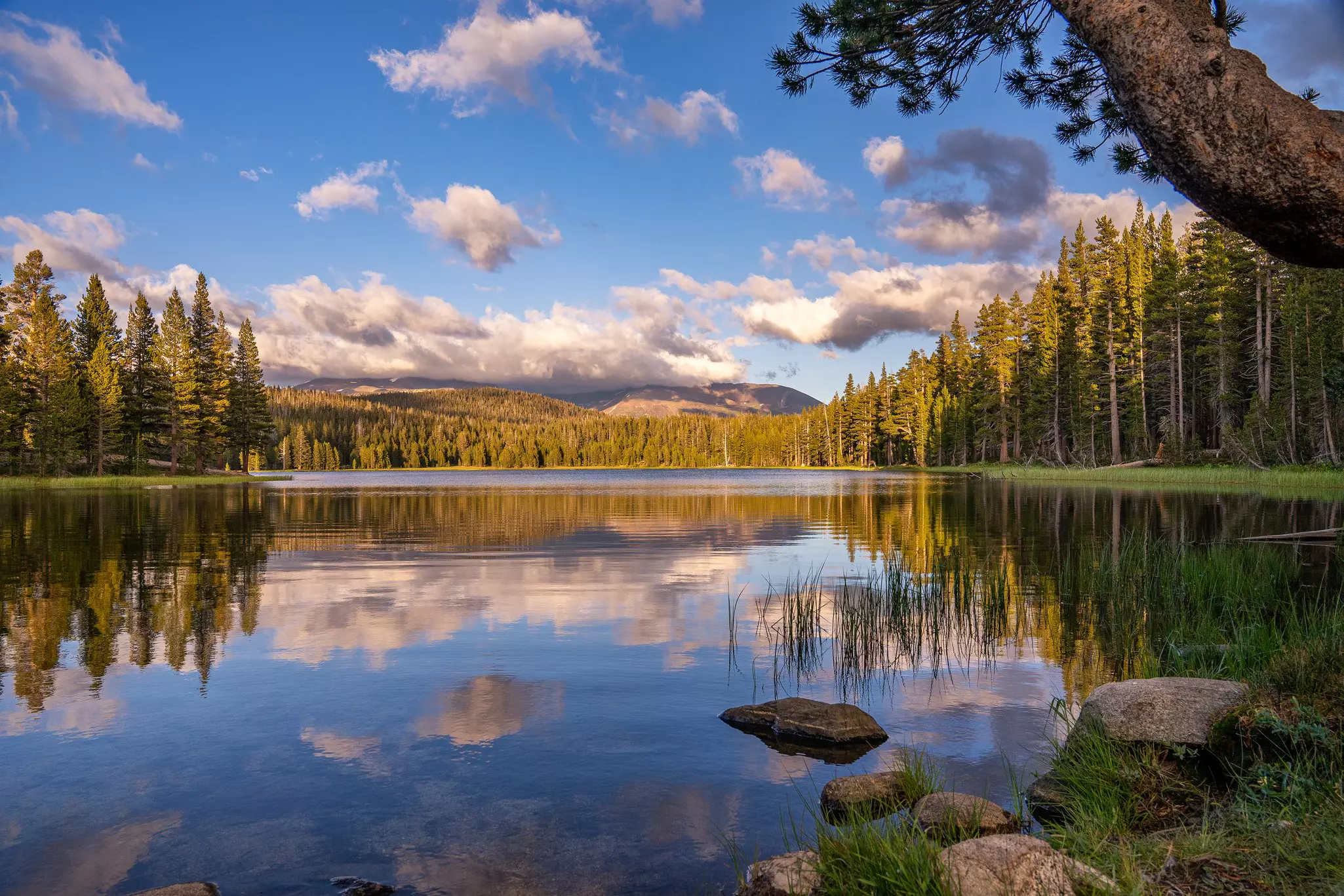 Clouds reflecting in a lake surrouded by trees in Tuolumne Meadows in Yosemite National Park in California