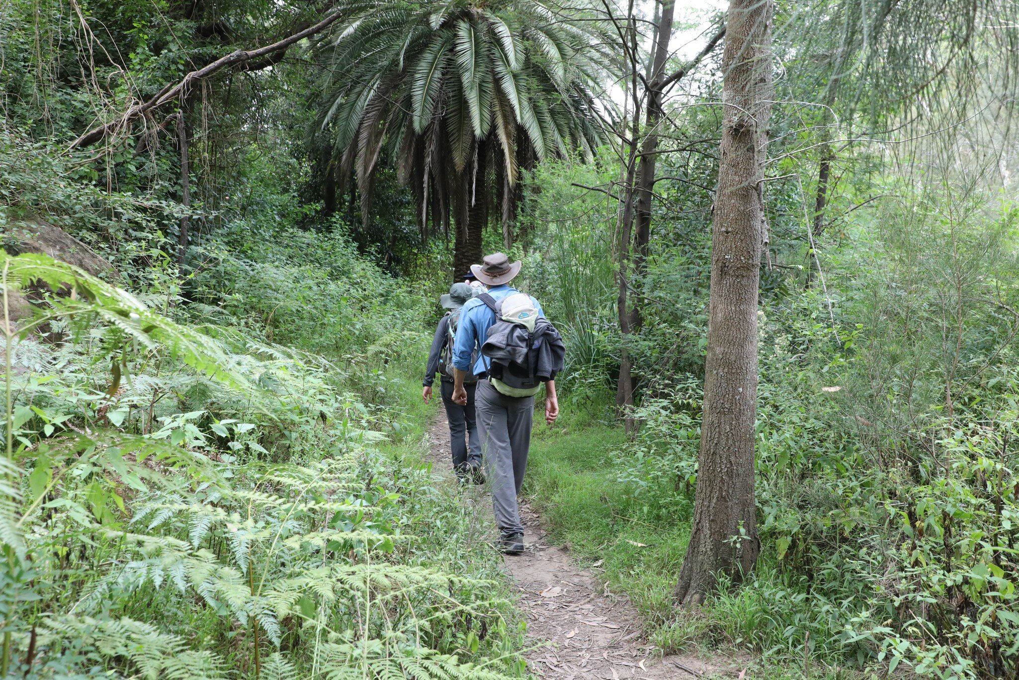 Sydney, NSW, Australia - March 3rd 2021: The Great North Walk next to the Lane Cove River in Lane Cove National Park.
