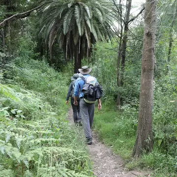 Sydney, NSW, Australia - March 3rd 2021: The Great North Walk next to the Lane Cove River in Lane Cove National Park.