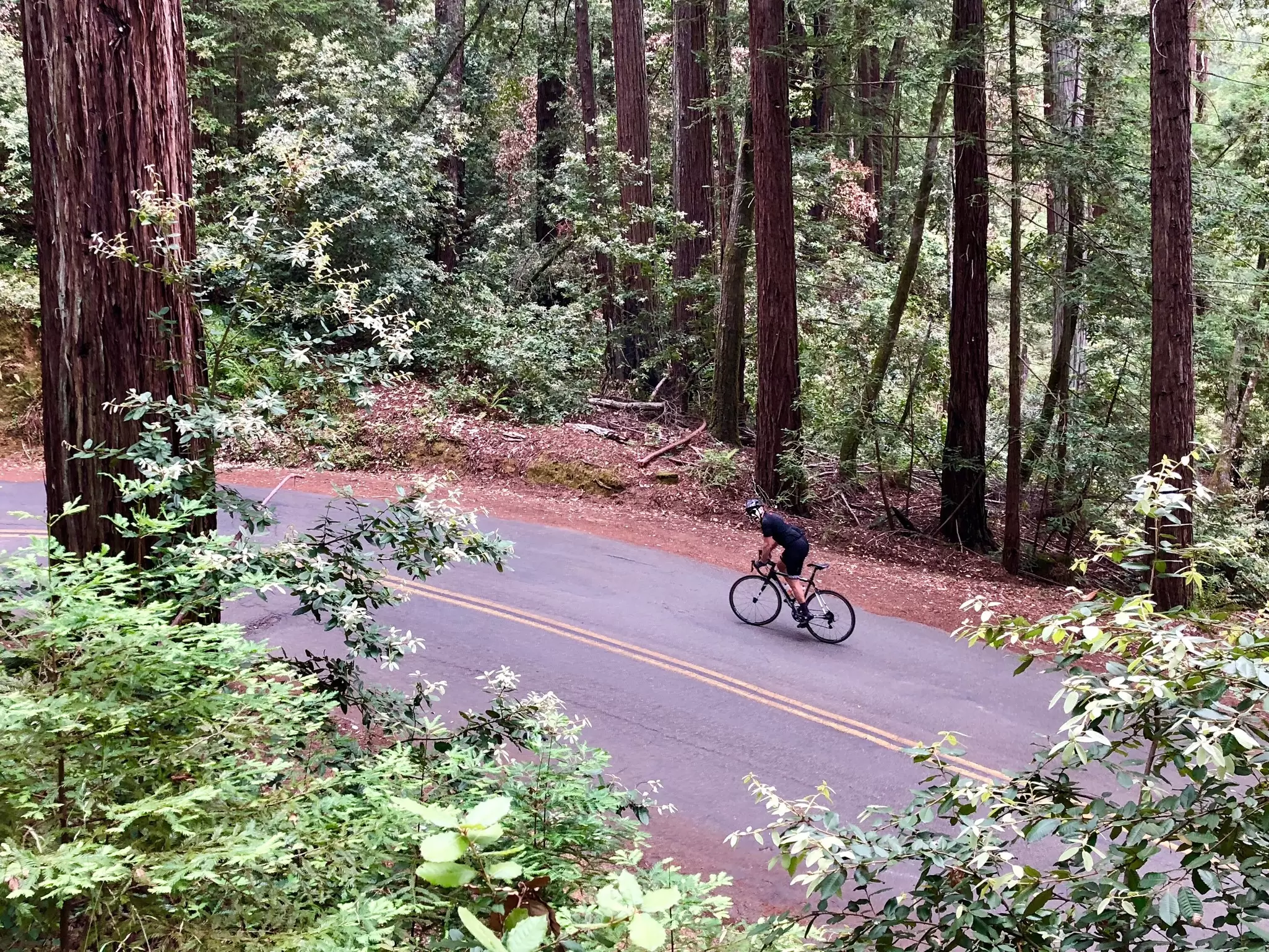 A lone cyclist travels on a narrow paved road through a redwood forest in California