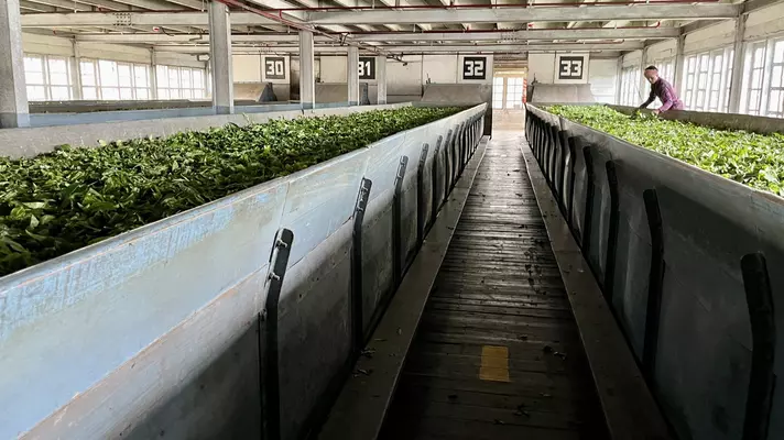 tea leaves being dried indoors