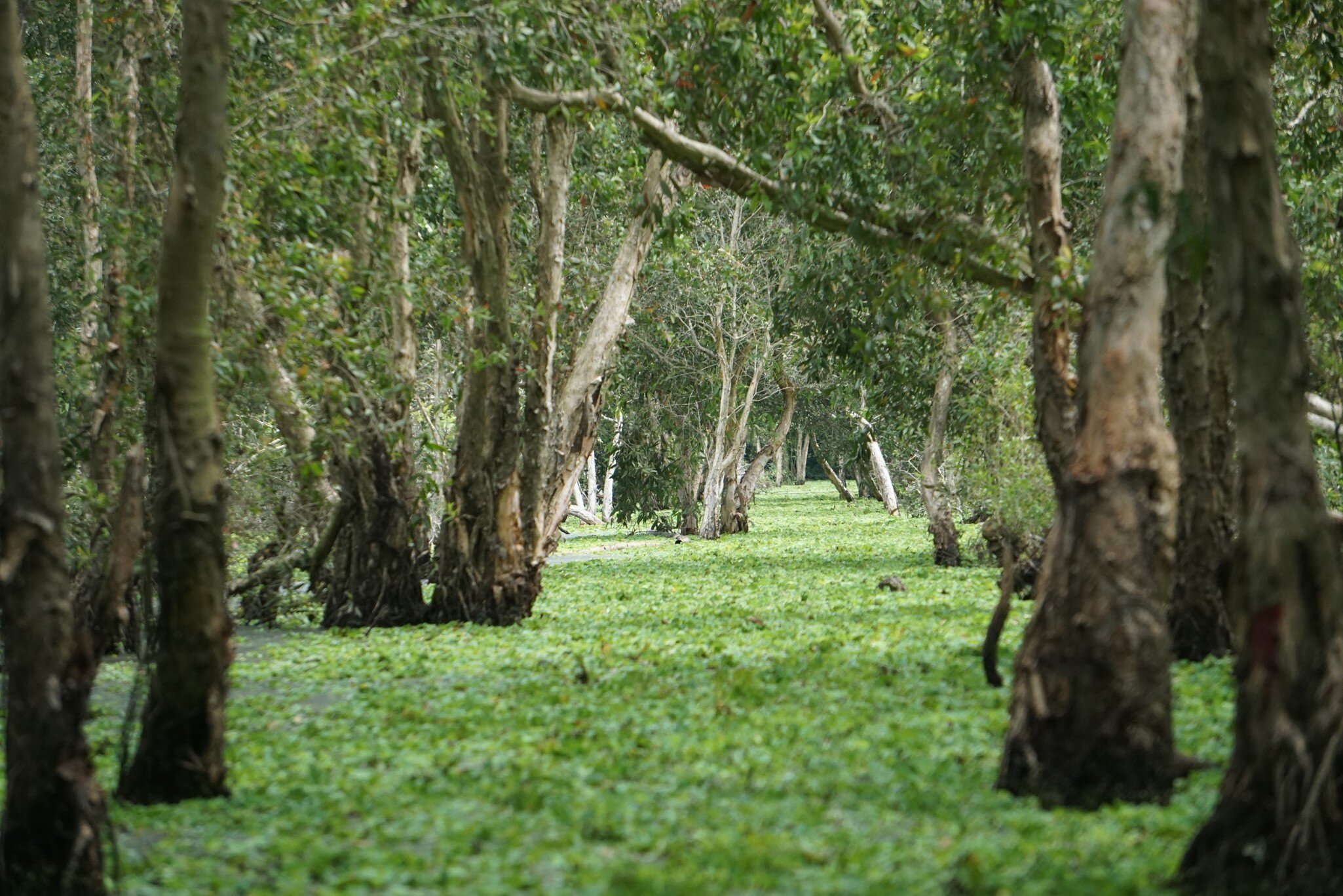 The river flows through the Tra Su cajuput forest in An Giang, Vietnam.