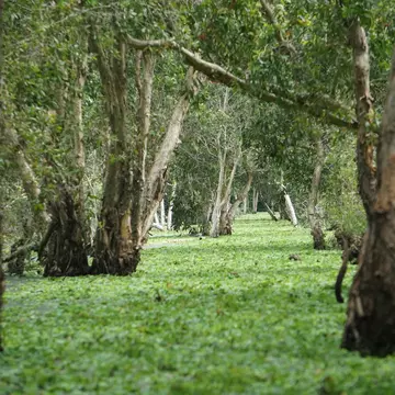 The river flows through the Tra Su cajuput forest in An Giang, Vietnam.
