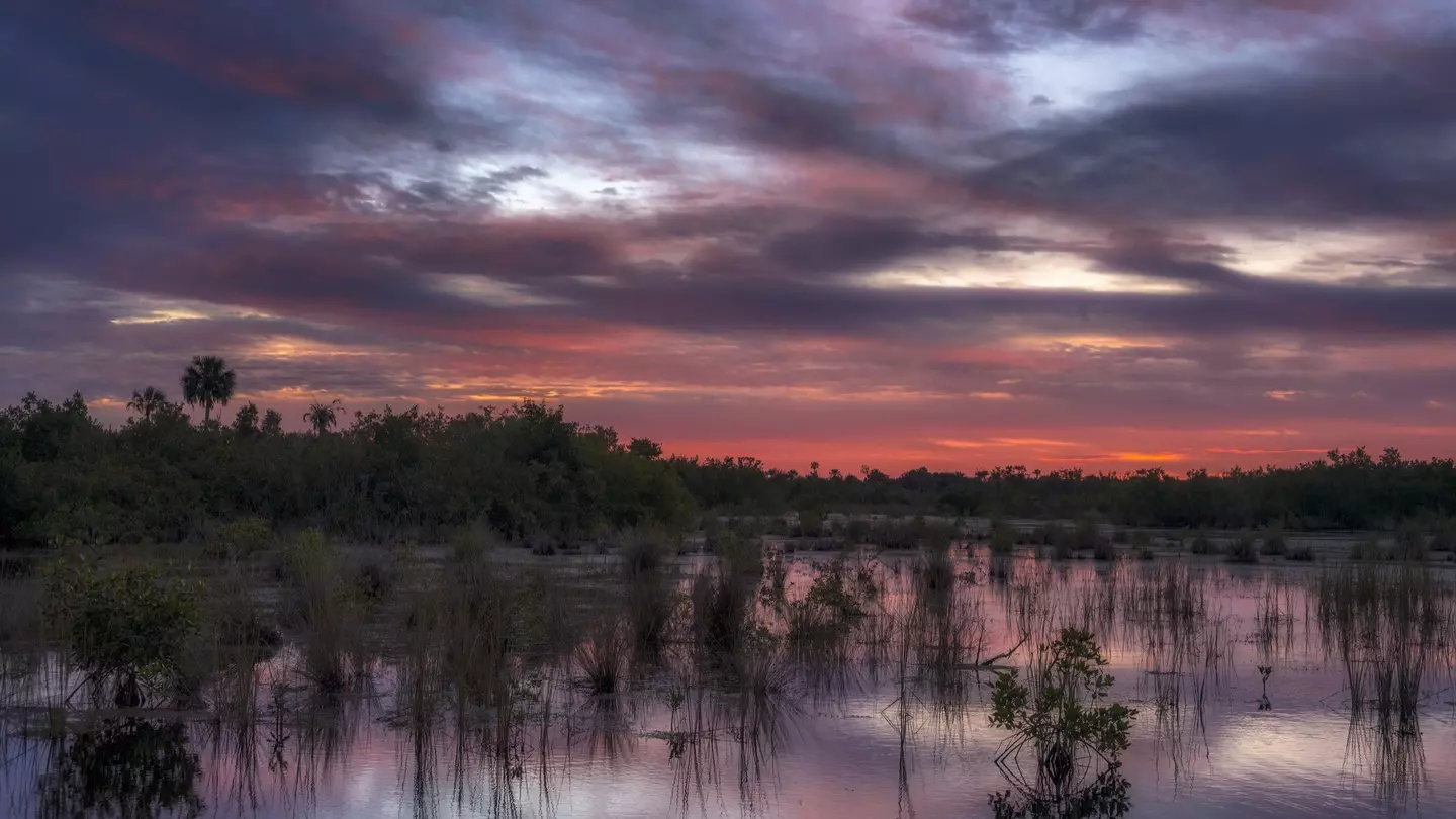Pre-dawn over the marsh and mangroves at 10,000 Islands National Wildlife Refuge near Naples, Florida