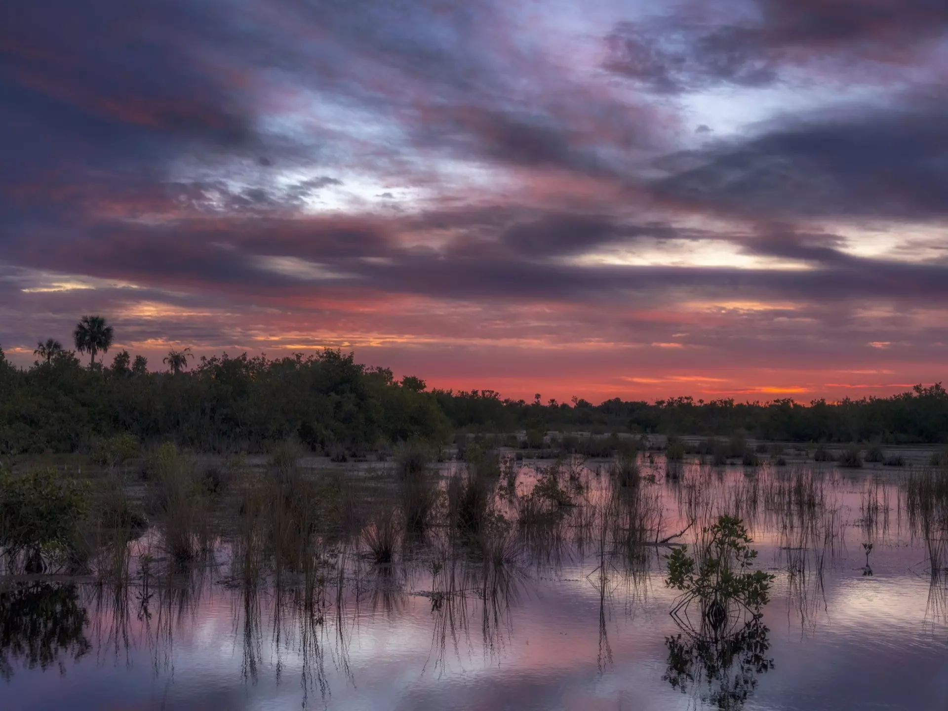 Pre-dawn over the marsh and mangroves at 10,000 Islands National Wildlife Refuge near Naples, Florida