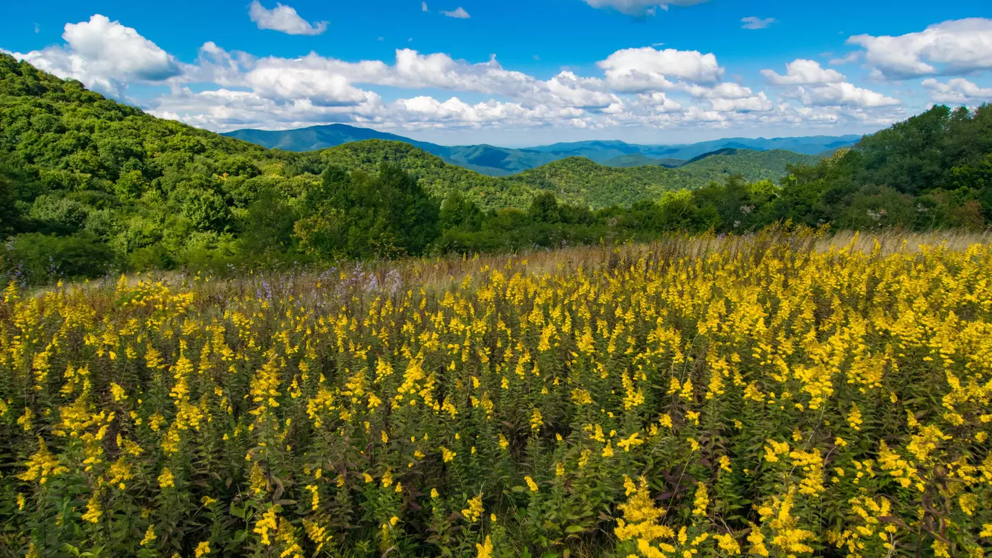 The low, rolling peaks of Great Smoky Mountains National Park are perfect for easy wildflower hikes © Michael Warren / Getty Images