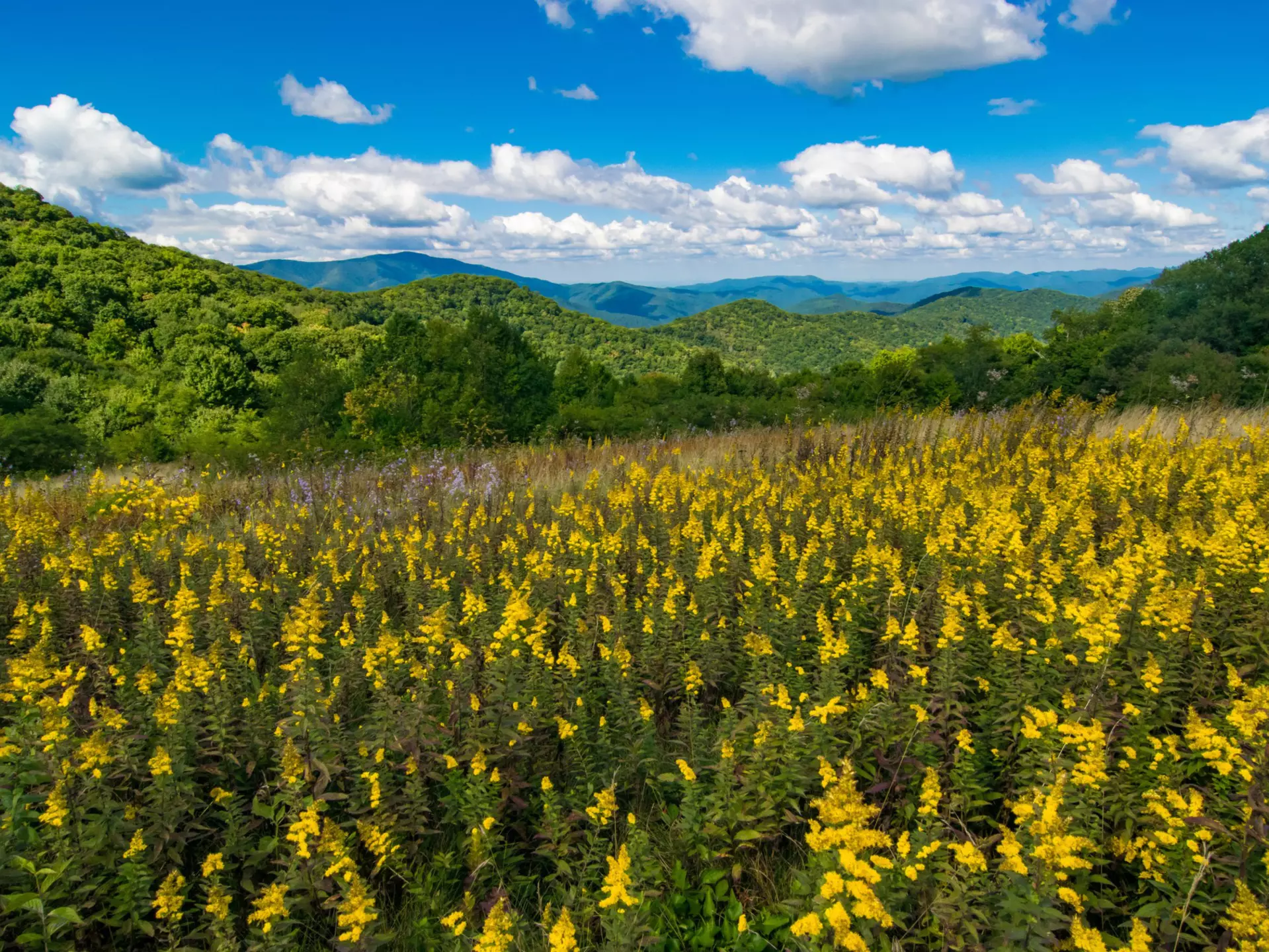 The low, rolling peaks of Great Smoky Mountains National Park are perfect for easy wildflower hikes © Michael Warren / Getty Images