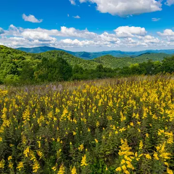 The low, rolling peaks of Great Smoky Mountains National Park are perfect for easy wildflower hikes © Michael Warren / Getty Images