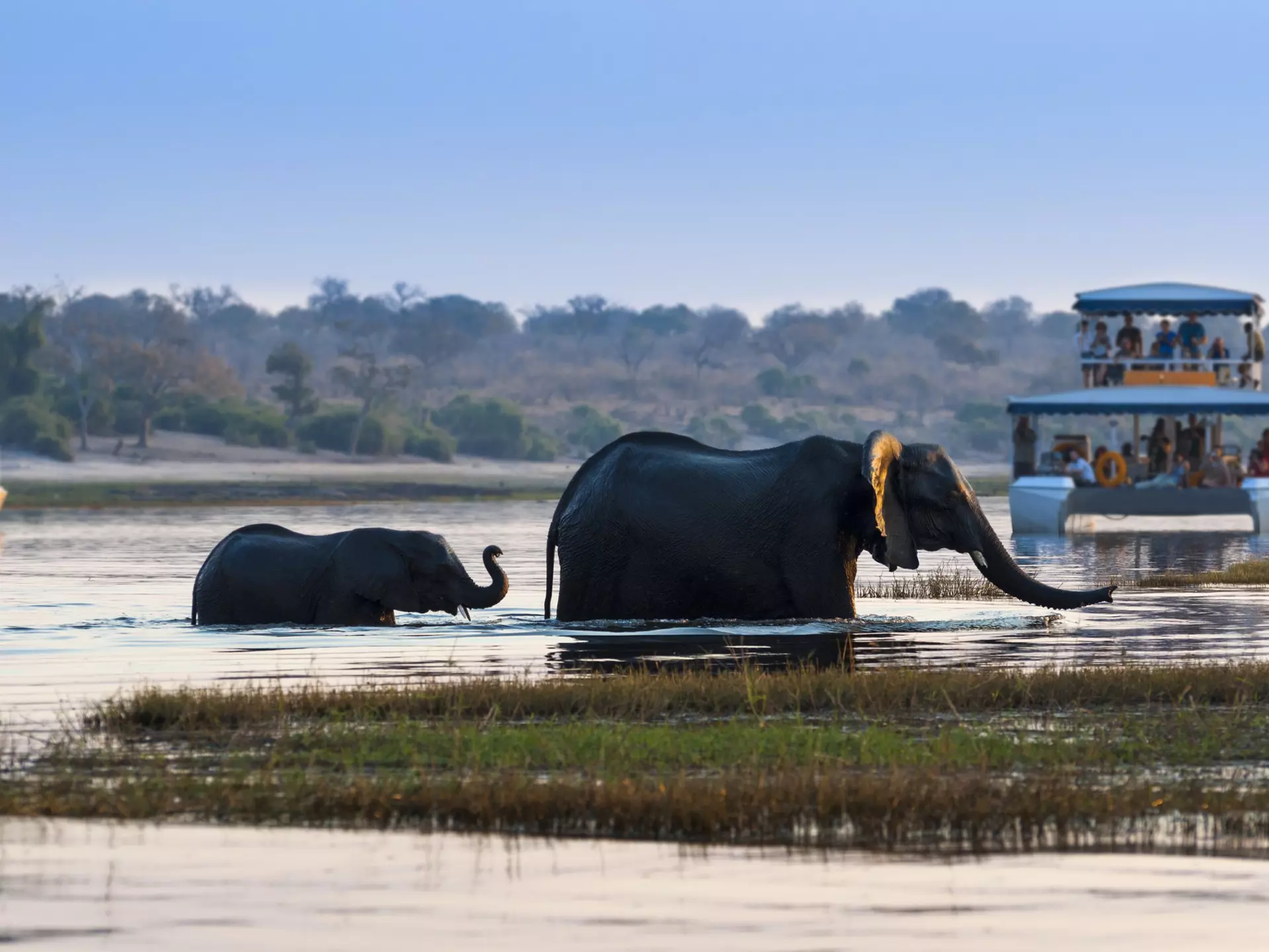 A large African elephant and its baby cross the Chobe River in Chobe National Park with tourists watching on from nearby boats