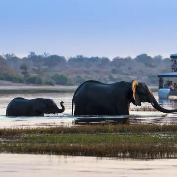 A large African elephant and its baby cross the Chobe River in Chobe National Park with tourists watching on from nearby boats