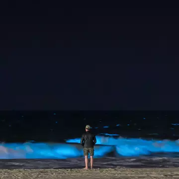 Bioluminescent plankton