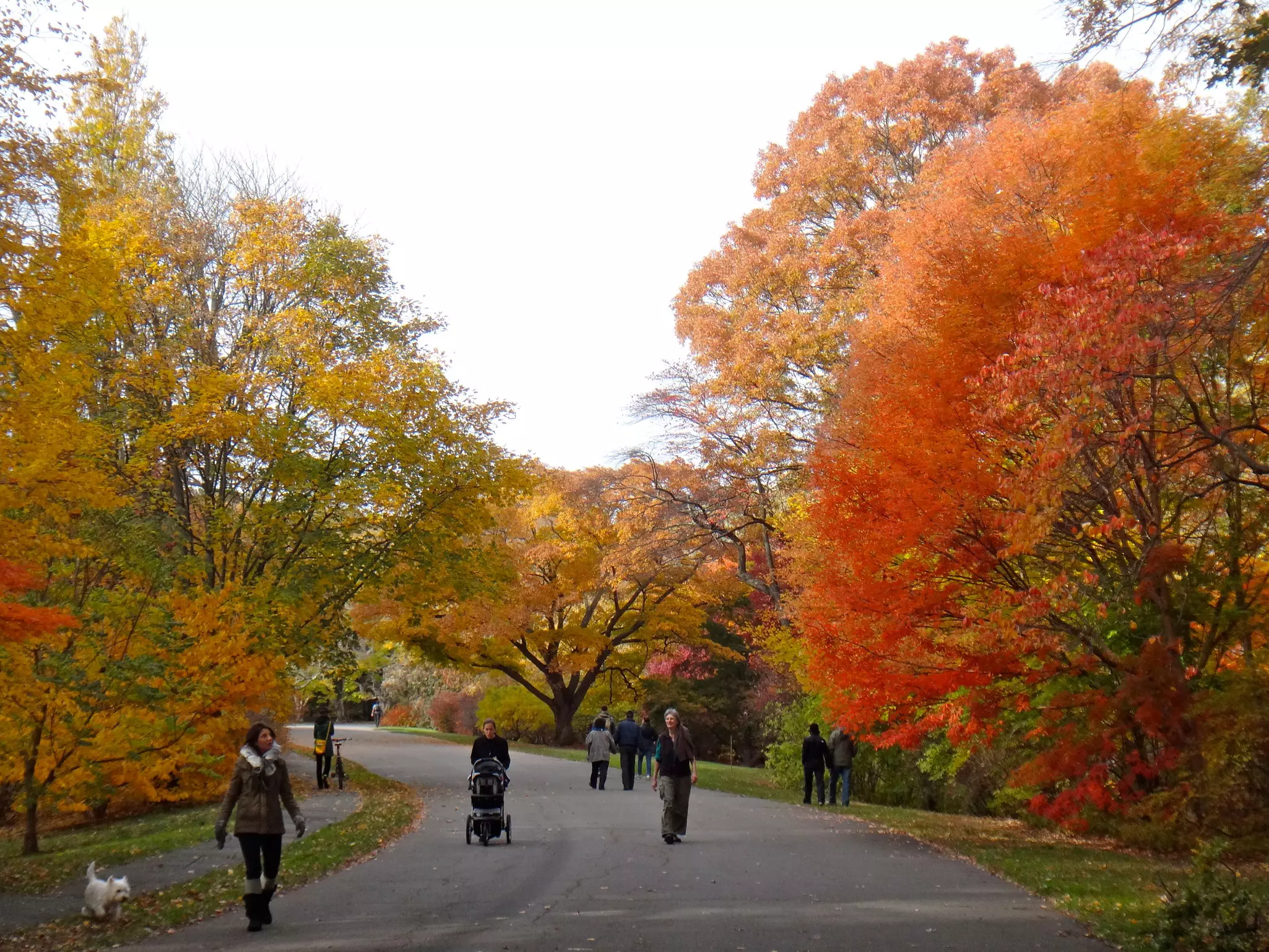 People walk on a path through a park among trees in brilliant fall foliage.