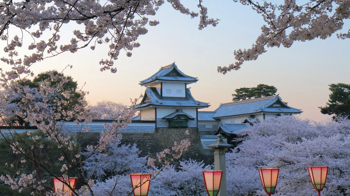 Cherry trees in full blossom at Kenroku-en Garden, with a view of Kanazawa Castle, Kanazawa, Honshū, Japan