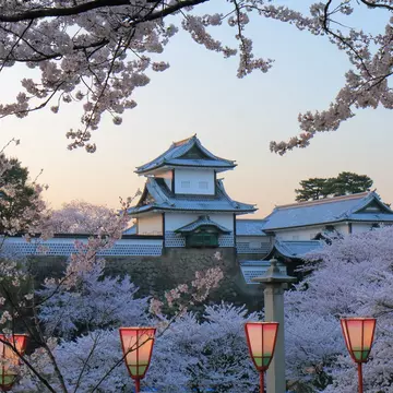 Cherry trees in full blossom at Kenroku-en Garden, with a view of Kanazawa Castle, Kanazawa, Honshū, Japan
