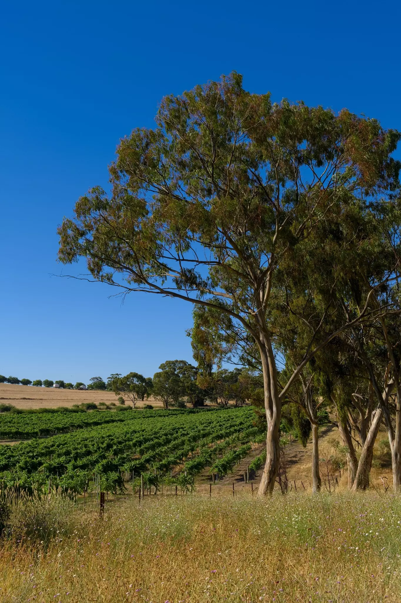 Neat rows of vines on a sunny day.