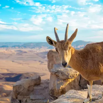 A Nubian ibex on the edge of Makhtesh Ramon Crater in Negev desert, Israel