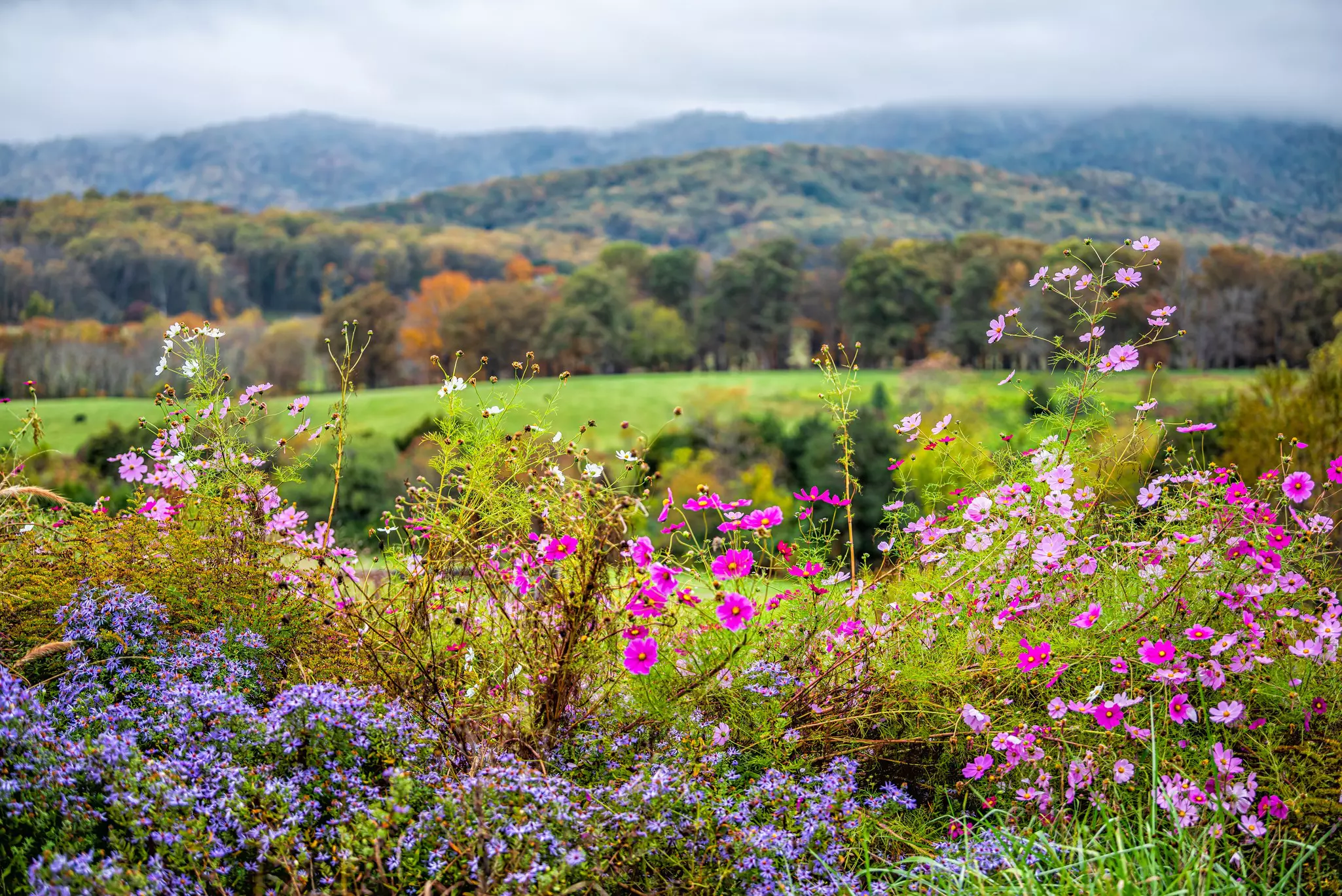 Wild flowers in bloom on the edge of a rural wine estate.