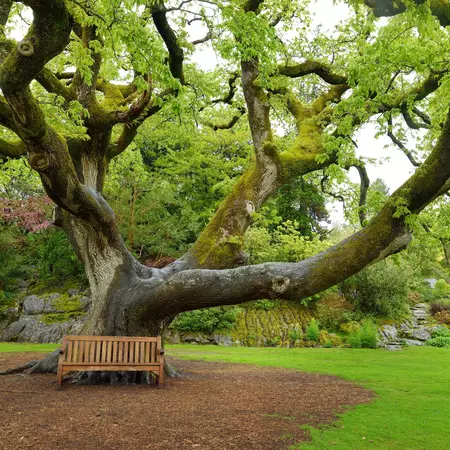 A wooden bench under a tree on a bright green lawn.