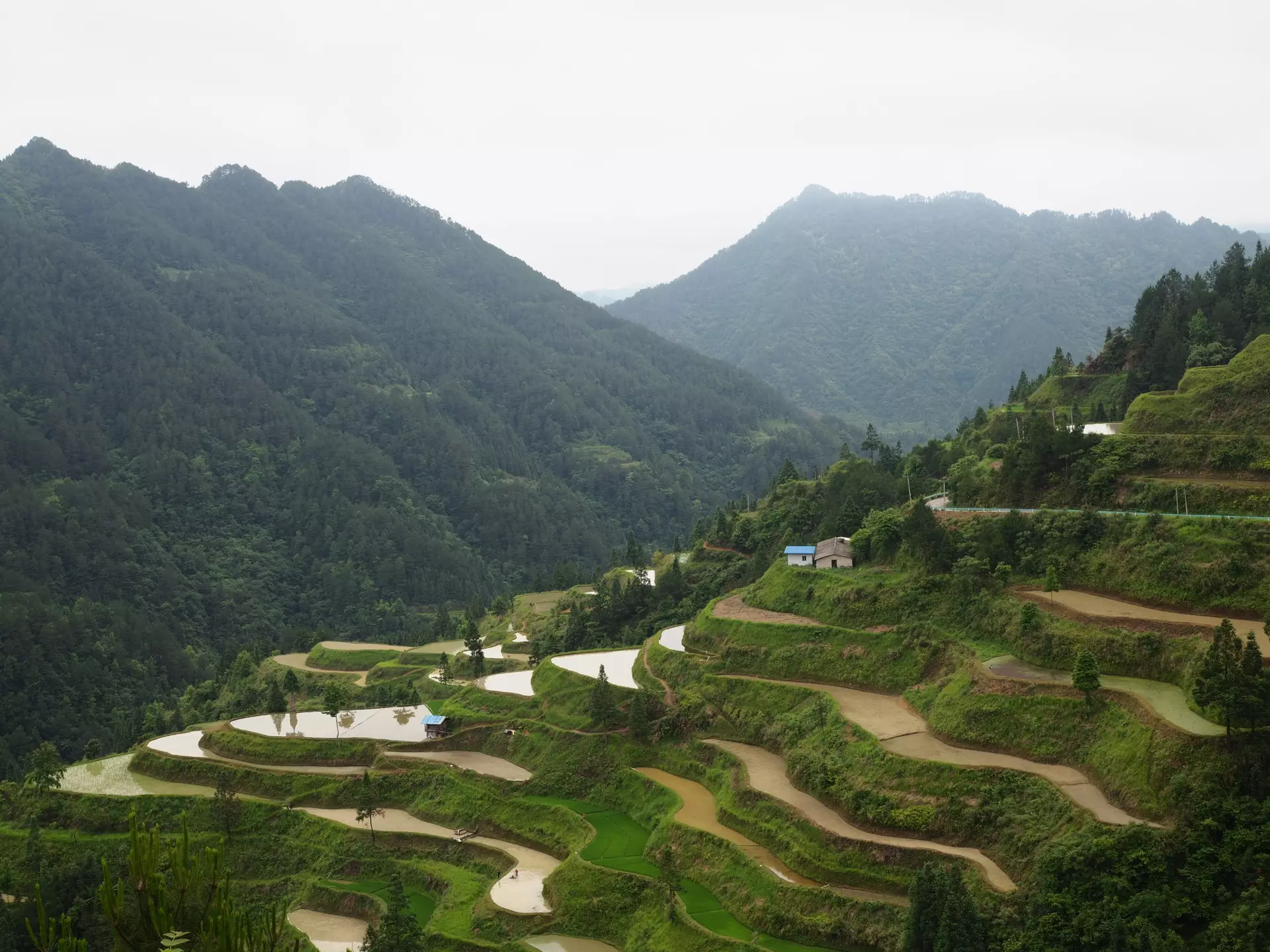 Paimo rice terraces4.JPG