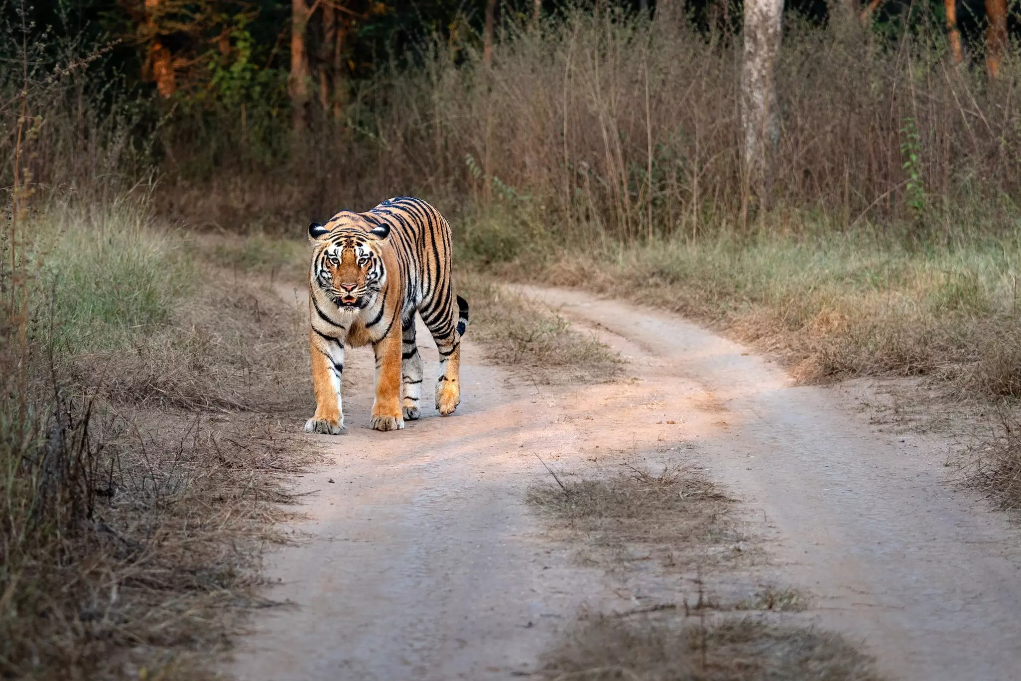 Portrait,Of,A,Tiger,In,The,Wild.,India.,Bandhavgarh,National