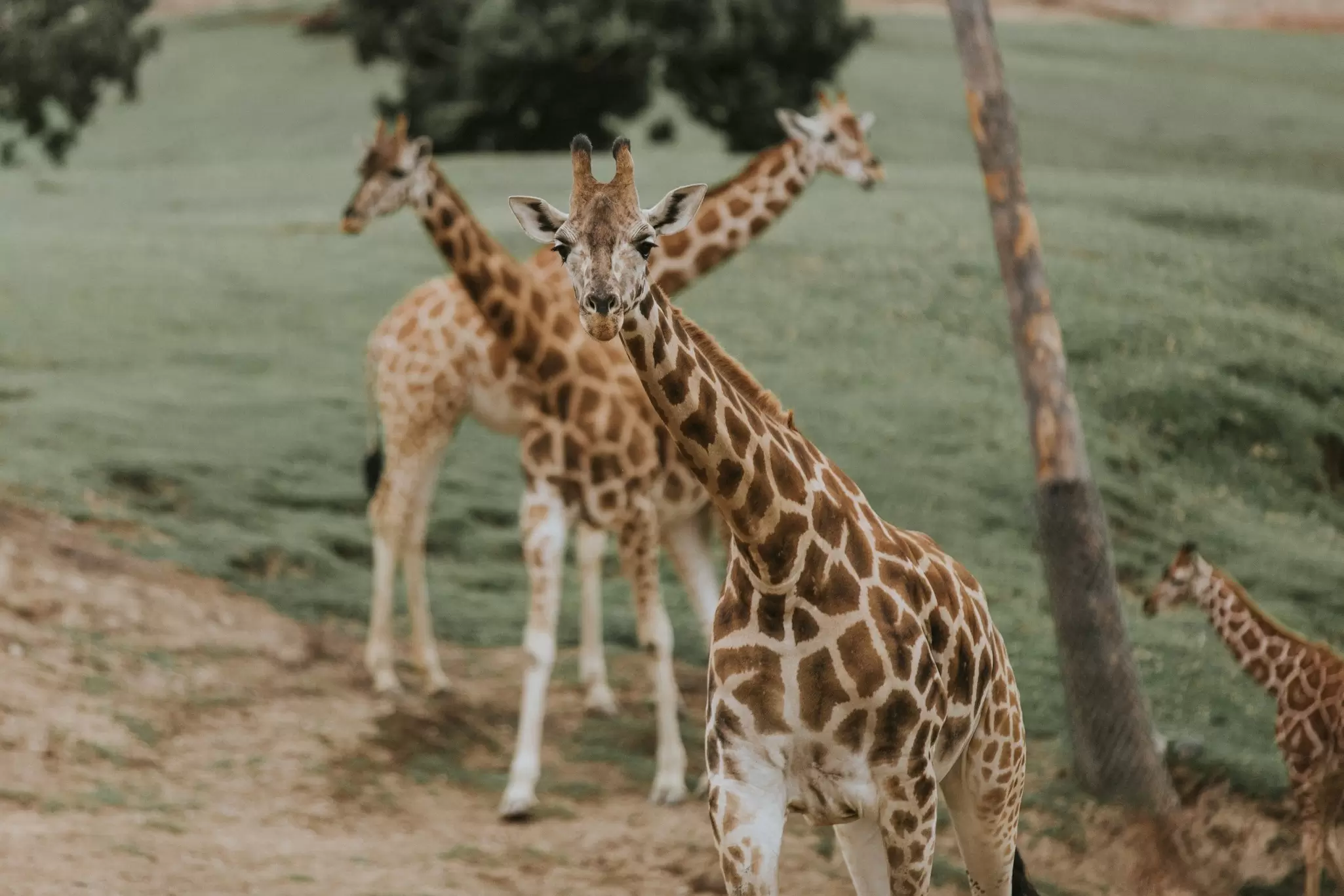 Grop of Giraffe in San Diego Zoo, License Type: media, Download Time: 2025-02-28T17:06:44.000Z, User: katelyn.perry_lonelyplanet, Editorial: false, purchase_order: 65050 - Digital Destinations and Articles, job: wip, client: wip, other: Katelyn Perry