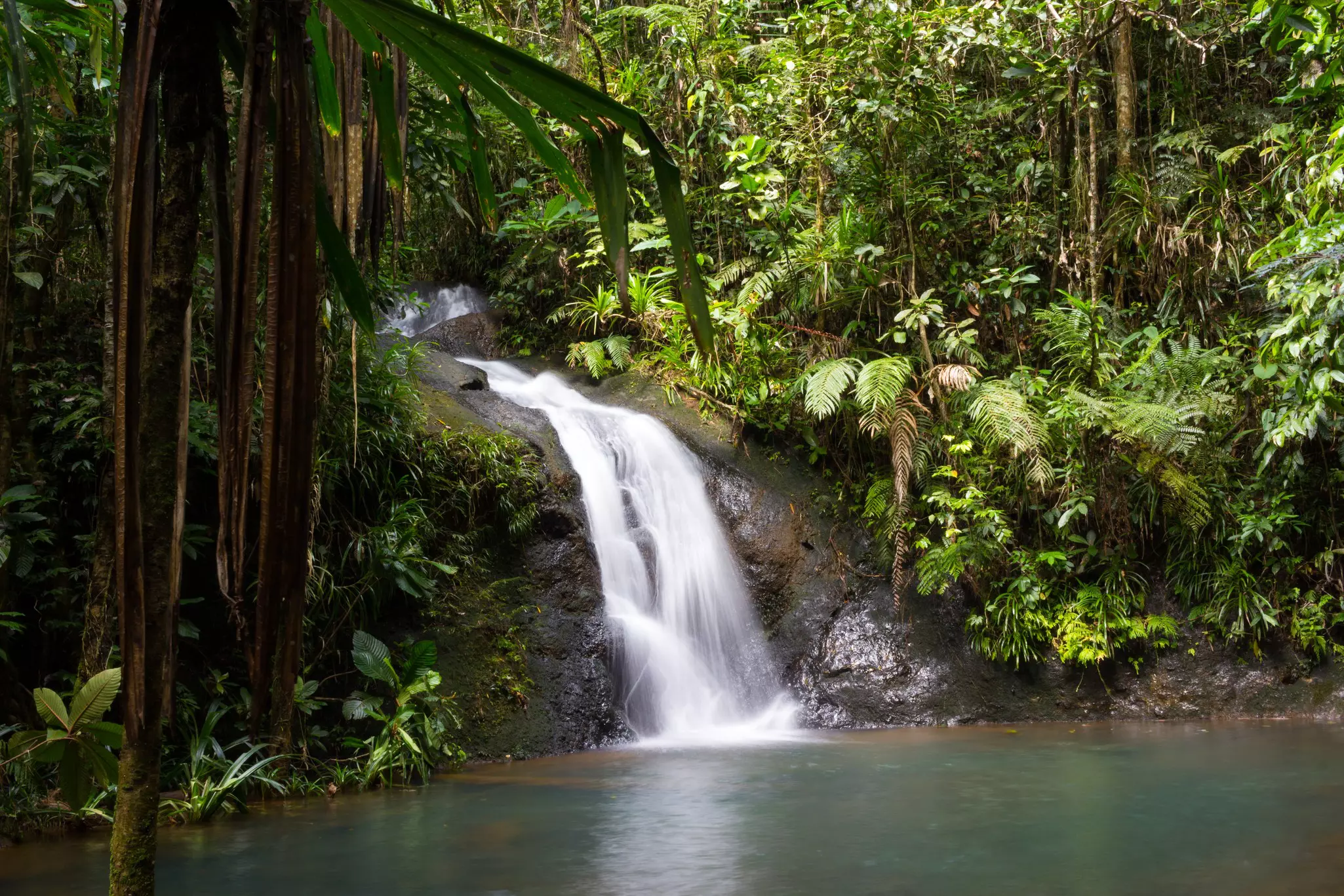 Colo-i-Suva Forest Reserve, Fiji