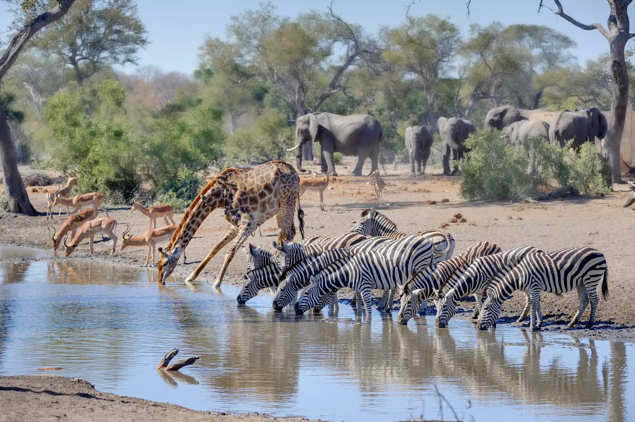 Giraffes, spring boks, zebras and elephants gather around a water hole to drink in Kruger National Park.