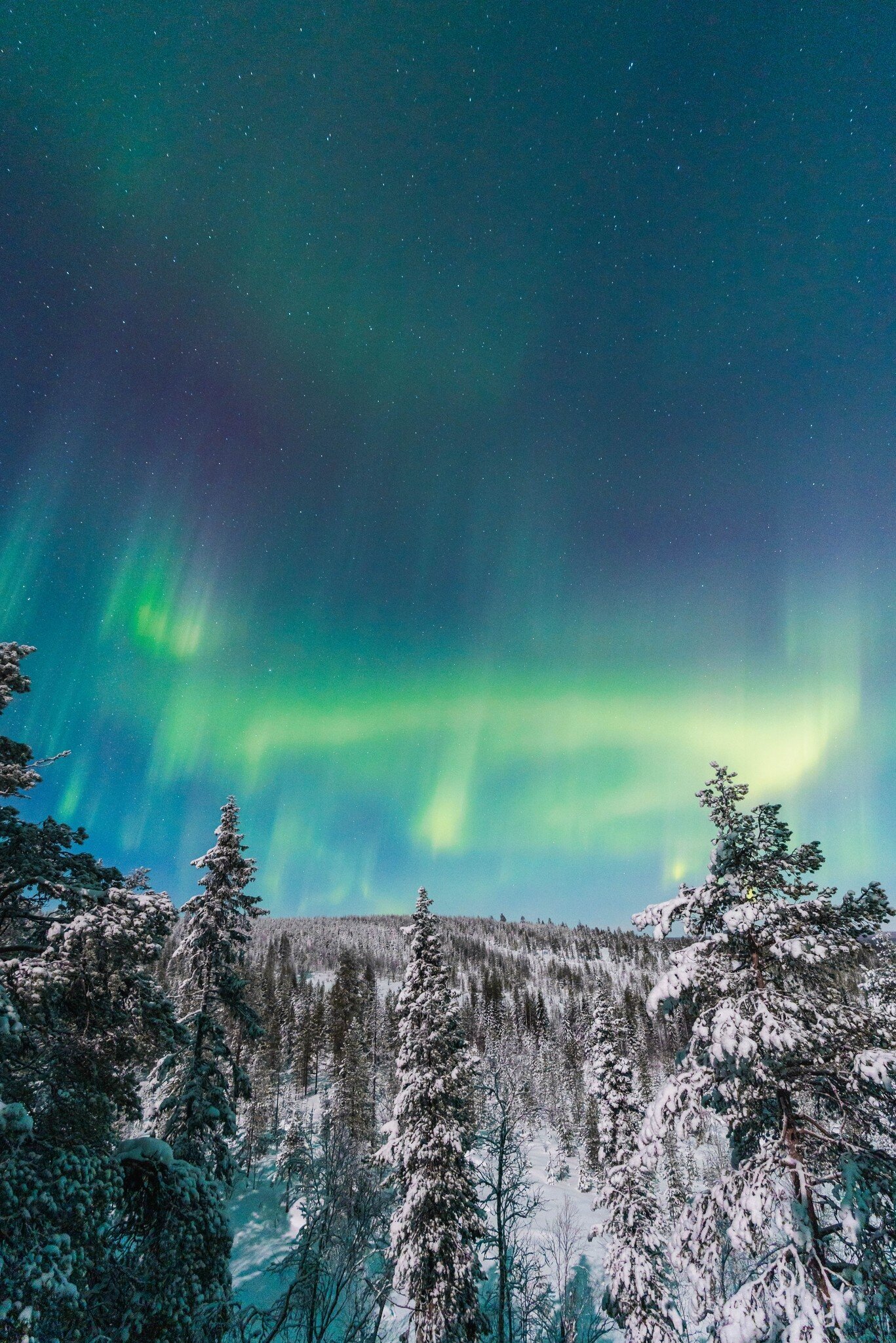 Green and violet aurora across a starry night sky above snow-covered spruce trees and forested hills, Finnish Lapland.