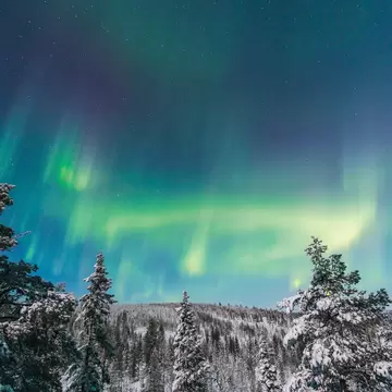 Green and violet aurora across a starry night sky above snow-covered spruce trees and forested hills, Finnish Lapland.