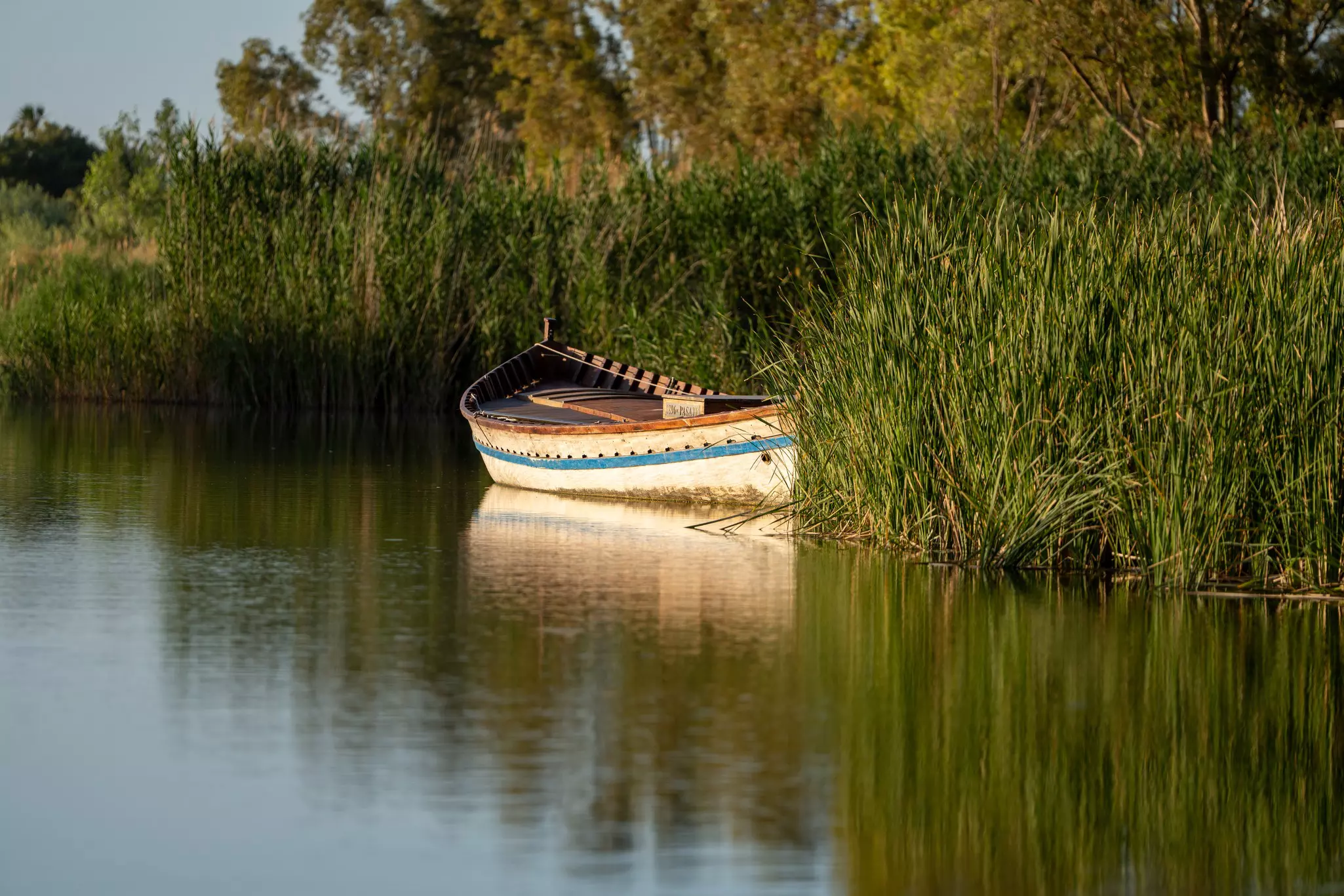 An empty boat in water by green reeds.