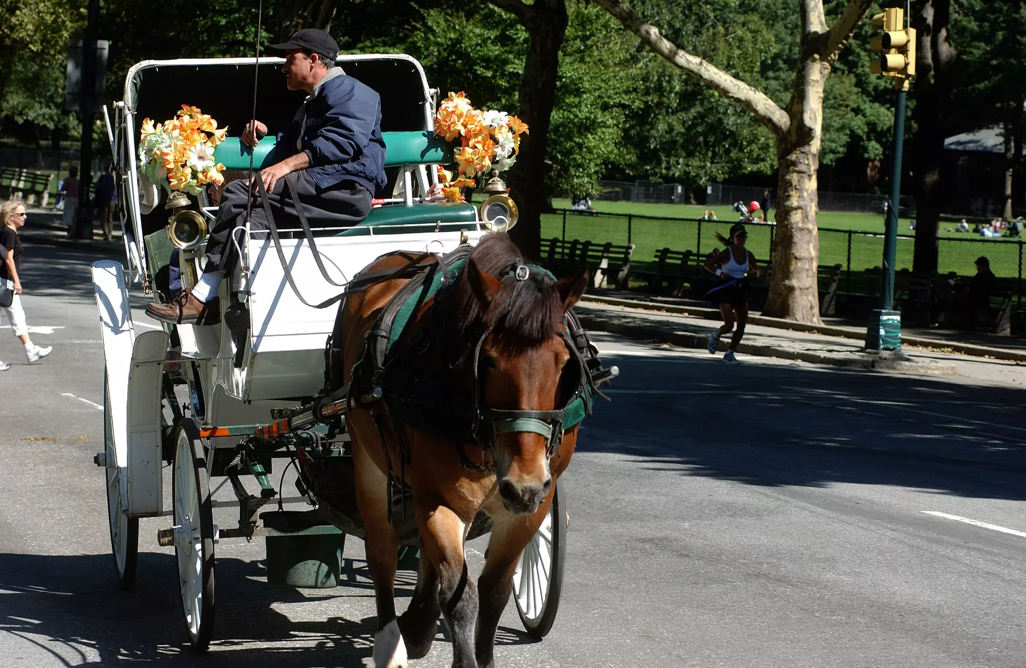 Horse-drawn carriages were once a common means of transportation in the US, but animal welfare groups say they harm horses ©Dan Herrick/Lonely Planet