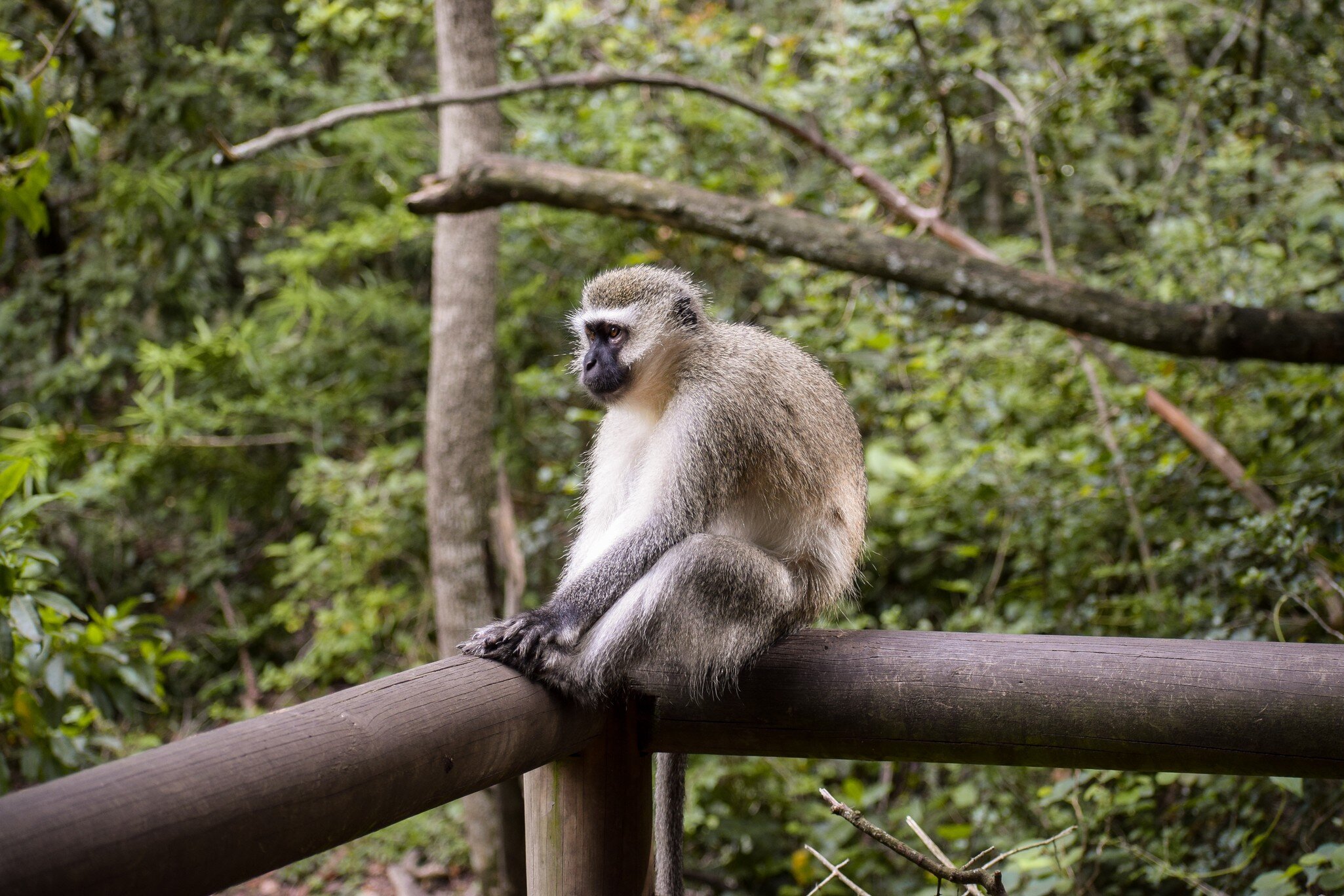A Gibbon sitting alone on the top of a wooden fence in Monkeyland, Plettenberg Bay, South Africa.; Shutterstock ID 1924744559;